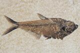 Plate of Two Fossil Fish (Diplomystus) - Wyoming #295713-2
